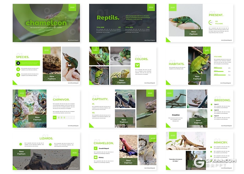 变色龙keynote模板30页爬行动物变色龙介绍展示keynote课件模板 - 顶尖PPT