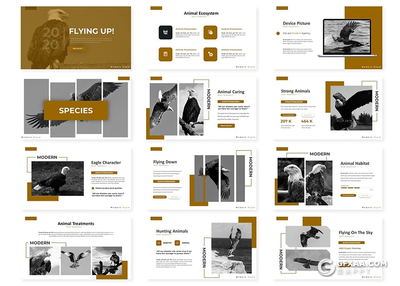 30页金雕老鹰图片展示禽类动物知识介绍PPT模板 - 顶尖PPT