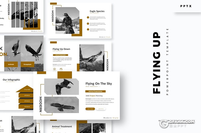 30页金雕老鹰图片展示禽类动物知识介绍PPT模板 - 顶尖PPT