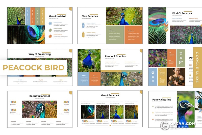 30页孔雀种类介绍展示Google slides模板5种配色 - 顶尖PPT