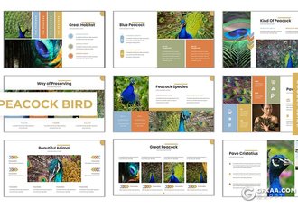 30页孔雀种类介绍展示Google slides模板5种配色 - 顶尖PPT