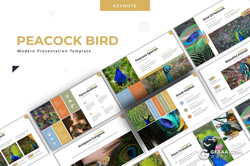 30页孔雀种类介绍展示keynote模板5种配色 - 顶尖PPT