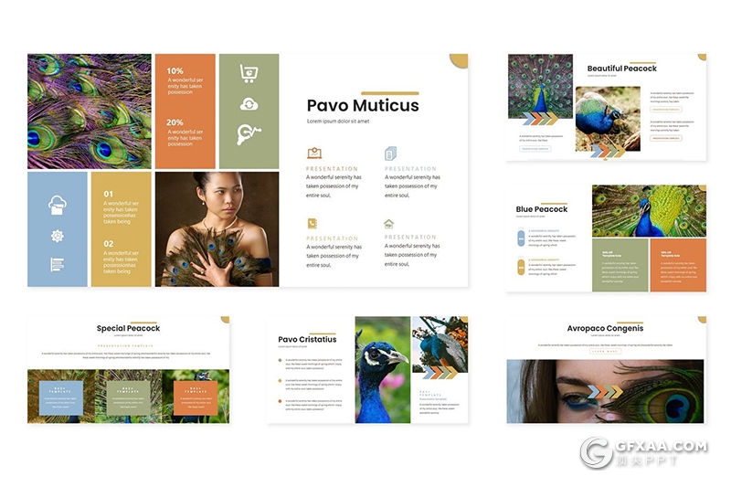 30页孔雀种类介绍展示Google slides模板5种配色 - 顶尖PPT