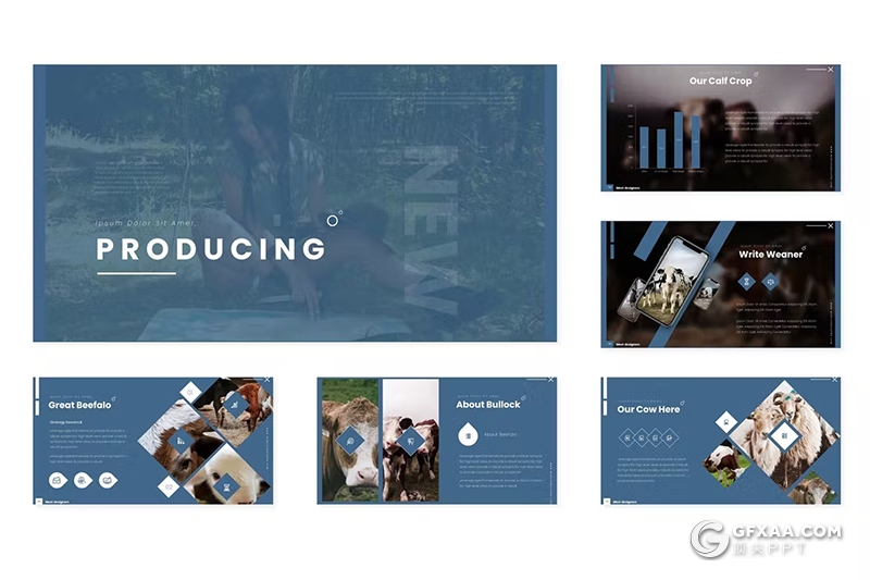 30页农场牛羊养殖场图片展示数据分析国外GoogleSlides模板5种配色 - 顶尖PPT