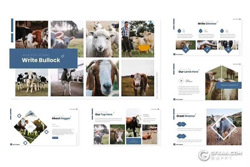 30页农场牛羊养殖场图片展示数据分析国外GoogleSlides模板5种配色 - 顶尖PPT