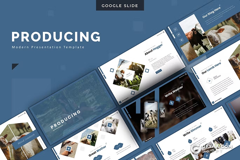 30页农场牛羊养殖场图片展示数据分析国外GoogleSlides模板5种配色 - 顶尖PPT