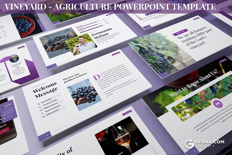 30页葡萄园农业主题国外PPT模板3种配色2款尺寸 - 顶尖PPT