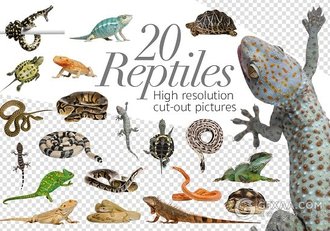 20张爬行动物PNG免抠素材 - 顶尖PPT