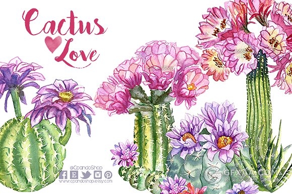 25张仙人掌花朵水彩PNG图片素材 - 顶尖PPT