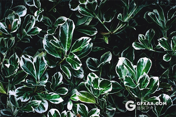 PPT配图 | 27张高清绿色植物图片素材 - 顶尖PPT