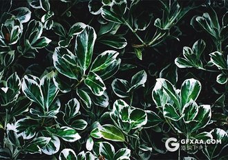 PPT配图 | 27张高清绿色植物图片素材 - 顶尖PPT