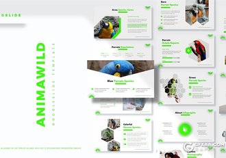 30页创意六边形组合鸟类介绍展示ppt模板 5种主题配色 - 顶尖PPT