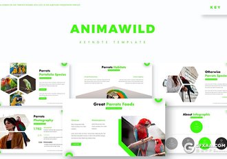 30页创意六边形组合鸟类介绍展示keynote模板 5种主题配色 - 顶尖PPT