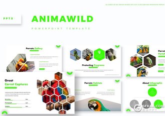 30页创意六边形组合鸟类介绍展示Google slides模板 5种主题配色 - 顶尖PPT