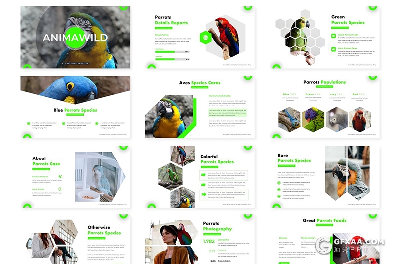 30页创意六边形组合鸟类介绍展示keynote模板 5种主题配色 - 顶尖PPT