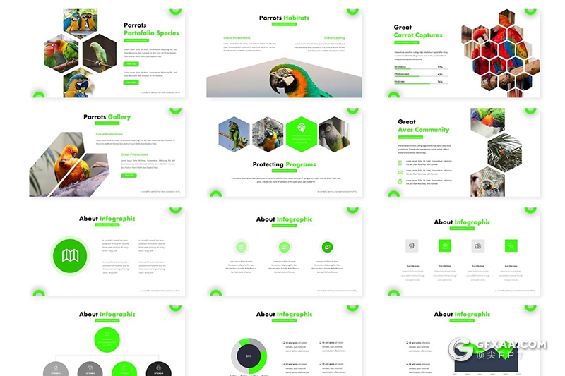 30页创意六边形组合鸟类介绍展示keynote模板 5种主题配色 - 顶尖PPT