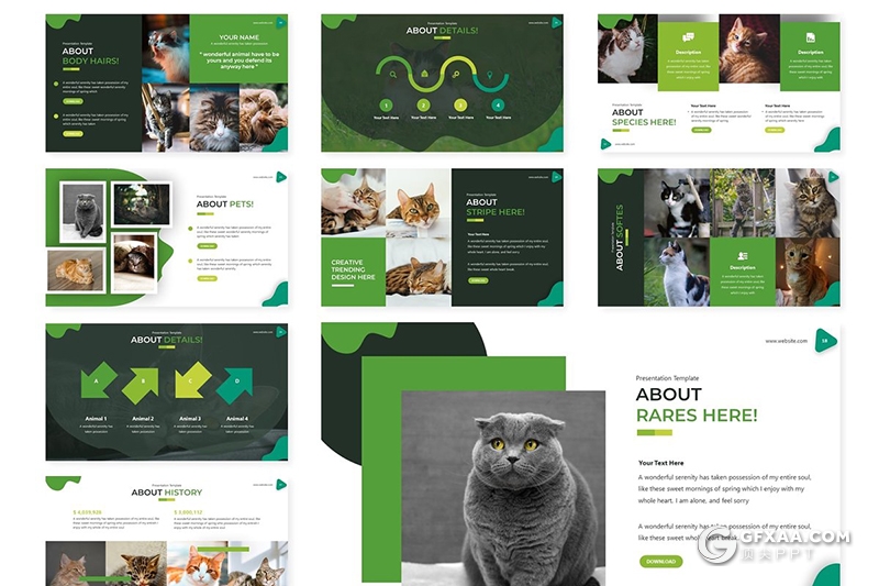 30页创意波浪图形猫科宠物介绍宣传展示PPT模板 - 顶尖PPT