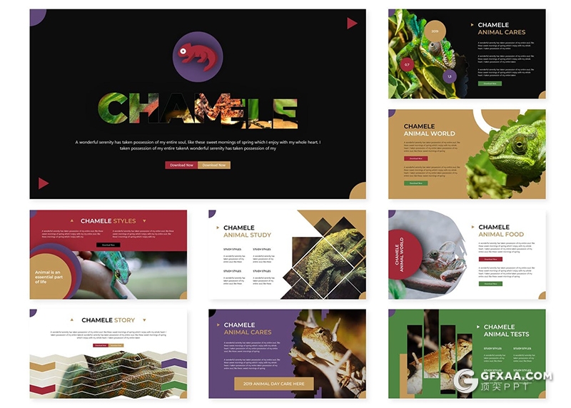 30页海洋动物野生动物数量统计介绍PPT模板5种主题配色 - 顶尖PPT