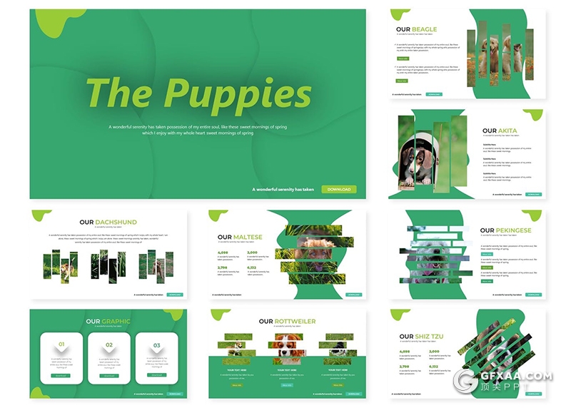 30页宠物介绍ppt模板宠物狗种类分析展示PPT模板5种主题配色 - 顶尖PPT