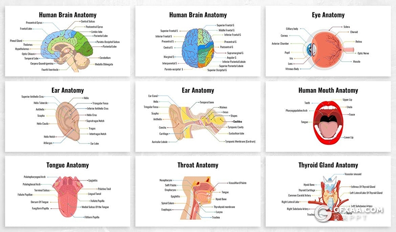 26页生物学人体器官图形ppt生殖解剖系统排泄人体大脑感觉器官图形ppt模板6种配色 - 顶尖PPT