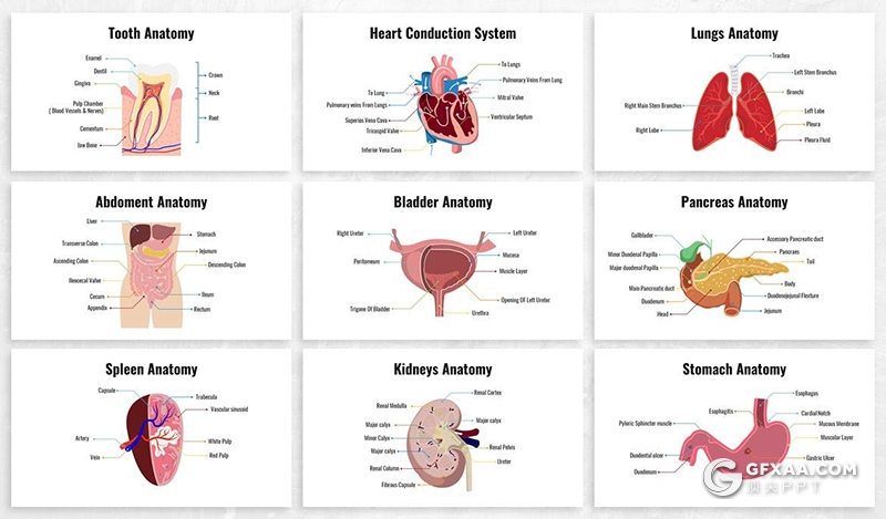 26页生物学人体器官图形ppt生殖解剖系统排泄人体大脑感觉器官图形ppt模板6种配色 - 顶尖PPT