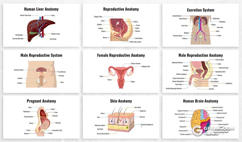 26页生物学人体器官图形ppt生殖解剖系统排泄人体大脑感觉器官图形ppt模板6种配色 - 顶尖PPT