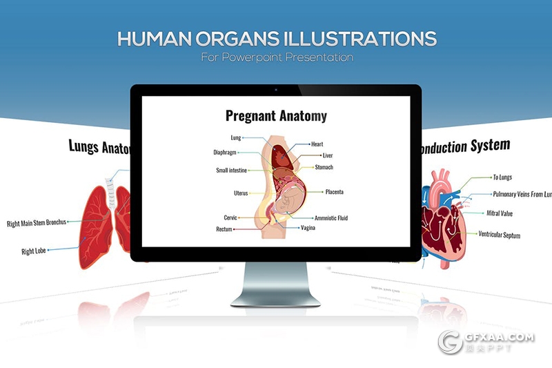 26页生物学人体器官图形ppt生殖解剖系统排泄人体大脑感觉器官图形ppt模板6种配色 - 顶尖PPT